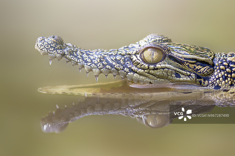印度尼西亚雅加达一条河中张开嘴巴的鳄鱼的肖像图片素材