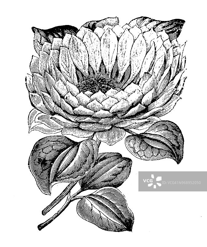 植物学植物古版画插图:铁线莲图片素材