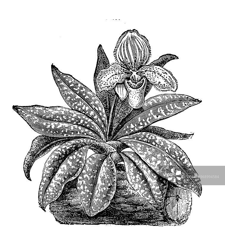 植物学植物古版画插图:兜兰属图片素材