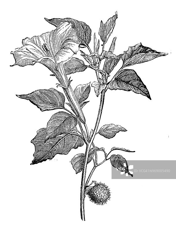 植物学植物仿古雕刻插图:曼陀罗图片素材
