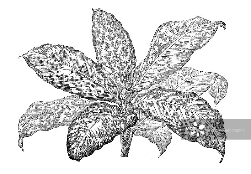 植物学植物仿古雕刻插图:花叶草图片素材