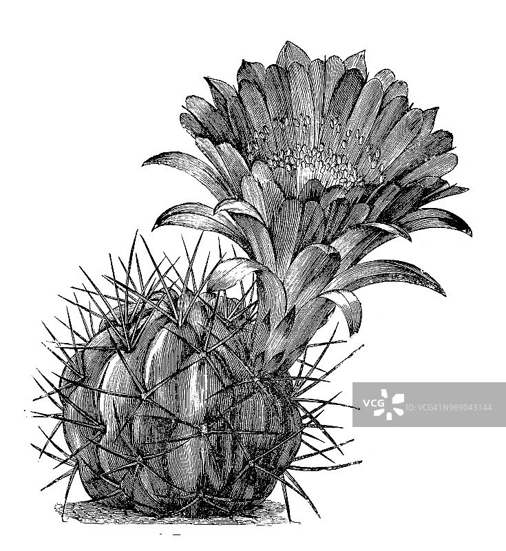 植物学植物古版画插图:五角雕图片素材