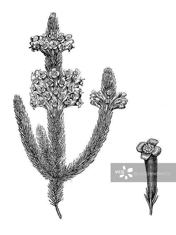 植物学植物仿古雕刻插图:毛竹图片素材