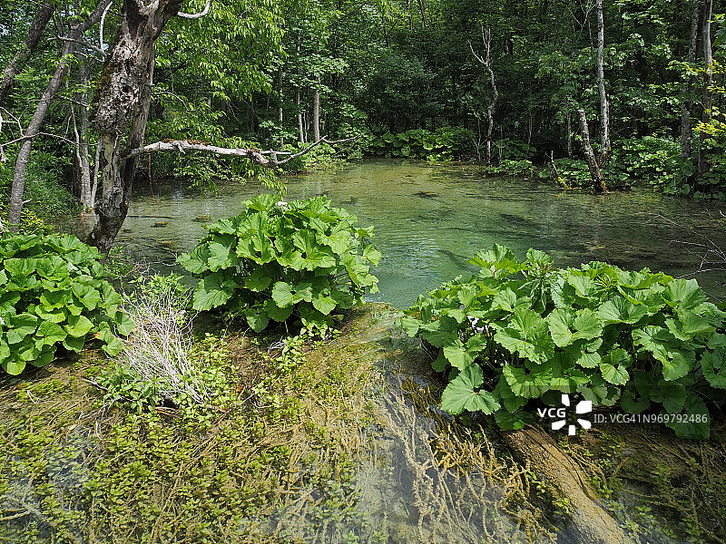 湿地和石灰华池在Plitvice湖国家公园图片素材