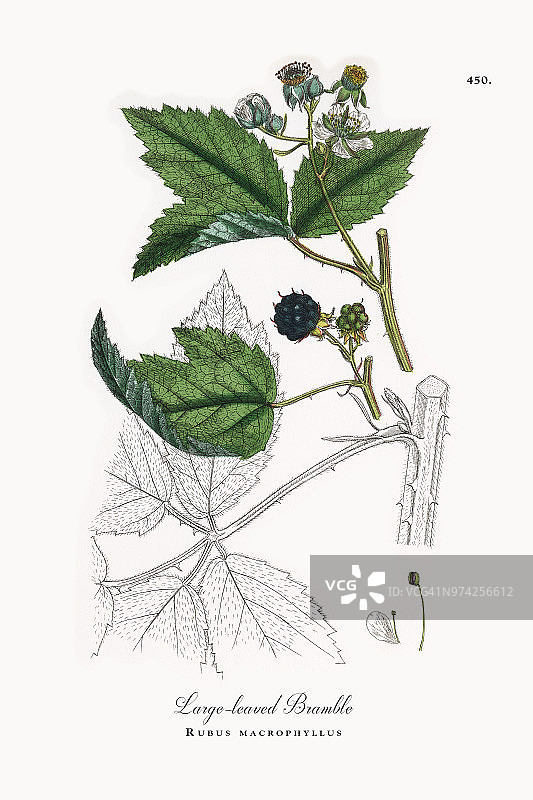 大叶荆棘，大叶悬钩子，维多利亚植物学插图，1863年图片素材