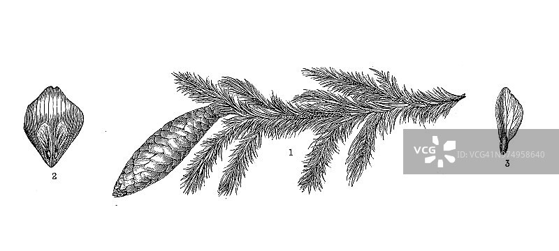 植物学植物仿古雕刻插图:云杉、挪威云杉图片素材