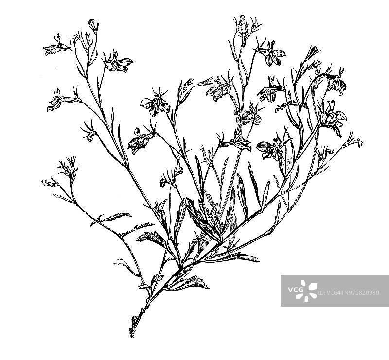 植物学植物仿古雕刻插图:半边莲、镶边莲、花园莲、蔓生莲图片素材