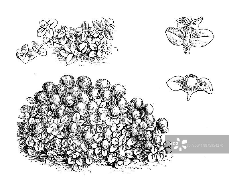 植物学植物仿古雕刻插图:花萼植物、珊瑚珠植物、针垫植物、珊瑚苔图片素材