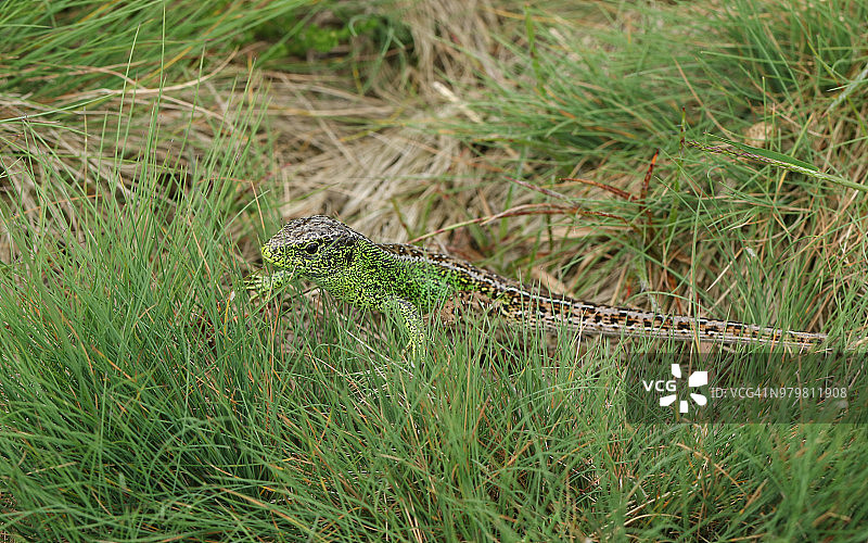 一只美丽的雄性沙蜥蜴(Lacerta Agilis)正在灌木丛中寻找食物。图片素材