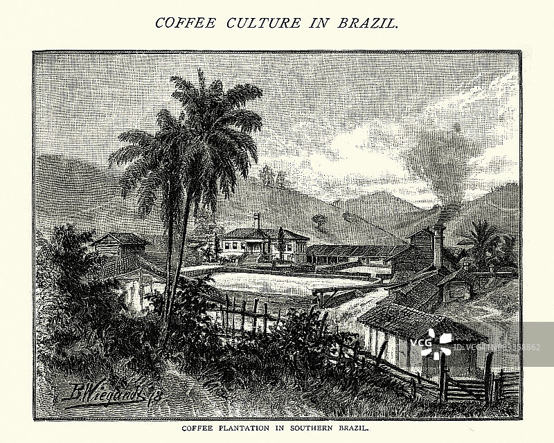 巴西南部的咖啡种植园，19世纪图片素材