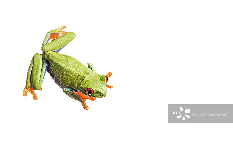 红眼树蛙在孤立的白色背景上图片素材
