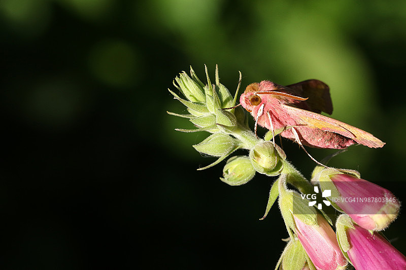 一只栖息在一朵花上的令人惊叹的小象鹰蛾。图片素材