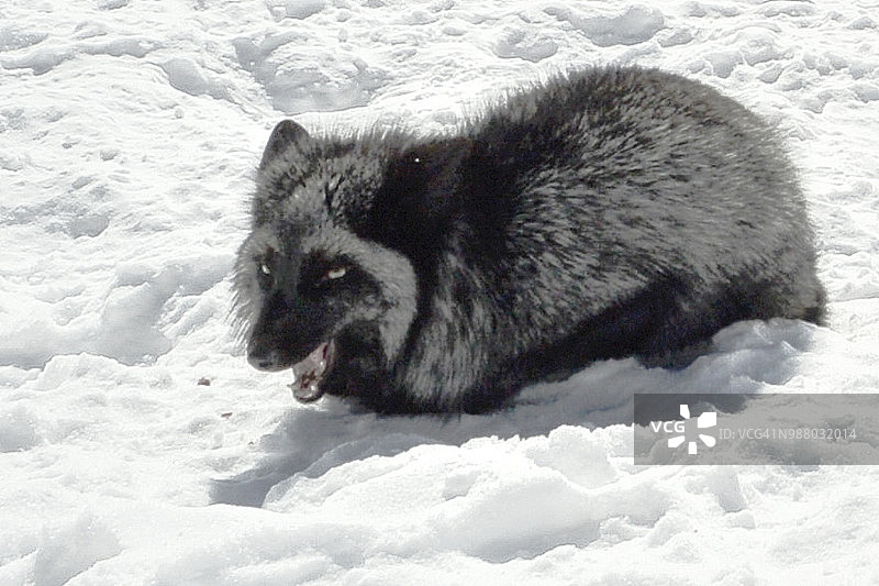 雪中的黑狐狸图片素材
