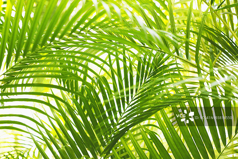 阳光下的棕榈叶图片素材