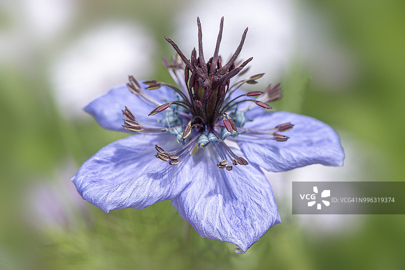这是春天盛开的Nigella papillosa 'Delft Blue'花的特写图像，也被称为雾中的爱图片素材