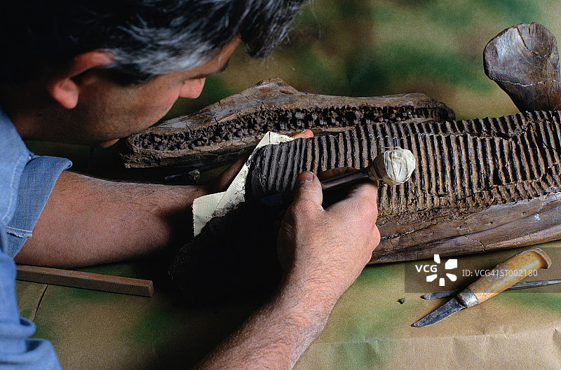 考古学家从雷克斯霸王龙颚部雕刻基质图片素材