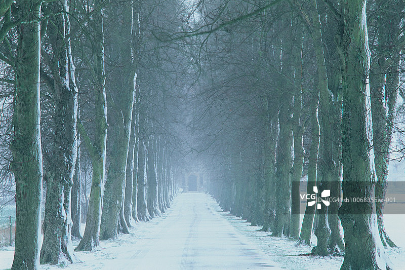 英国，格洛斯特郡，冬天的绿树成荫的小路图片素材