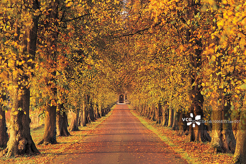 英国，格洛斯特郡，秋日林荫小巷图片素材