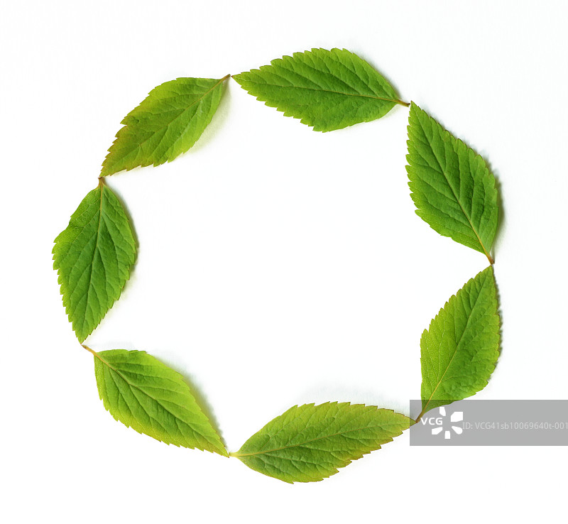 用七片绿叶在白色背景上画出圆圈图片素材