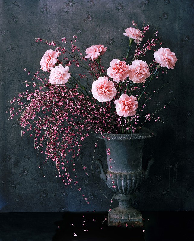 瓮形花瓶中的粉色康乃馨图片下载