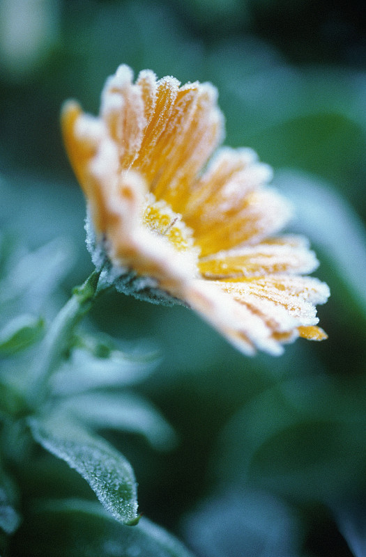 万寿菊,金盏花officinalis。图片下载