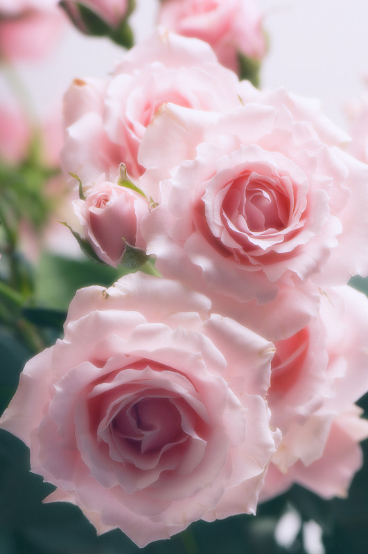 玫瑰的粉色。图片下载