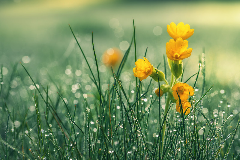 鲜花被露水覆盖的草包围的特写图片素材