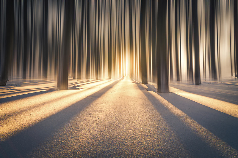 幽谧的冬日深林图片下载