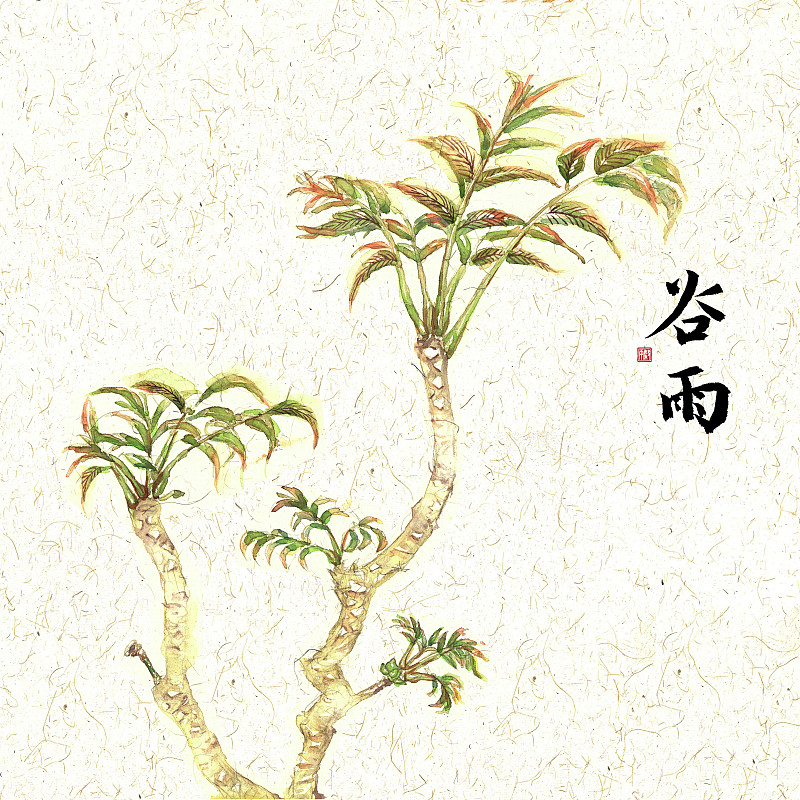 插画二十四节气果蔬系列之谷雨香椿图片