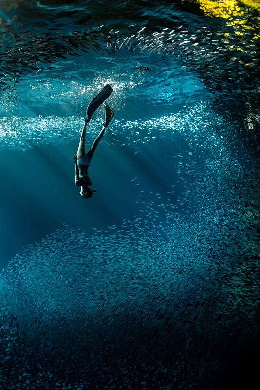 沙丁鱼群中下潜的自由潜潜水员图片下载