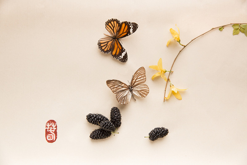 蝴蝶、桑椹和连翘图片下载