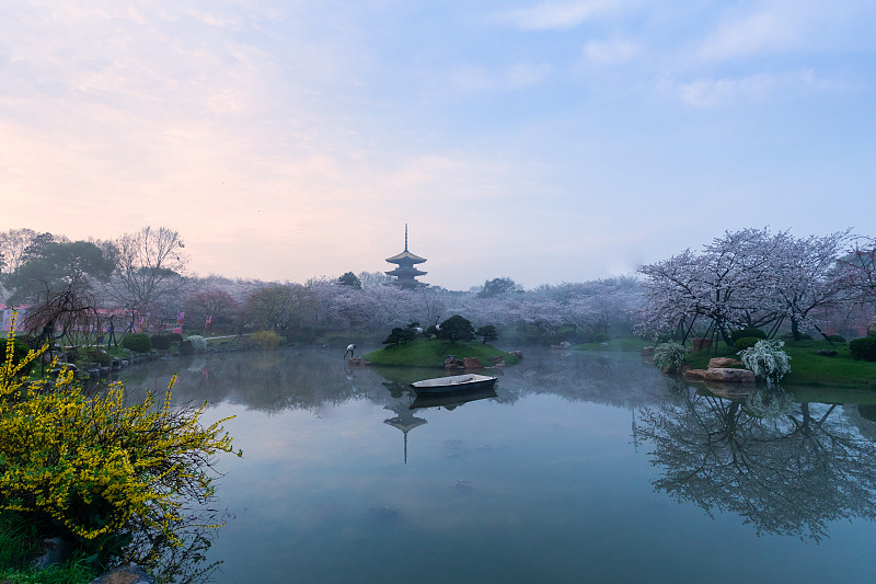 武汉东湖磨山樱花园图片下载