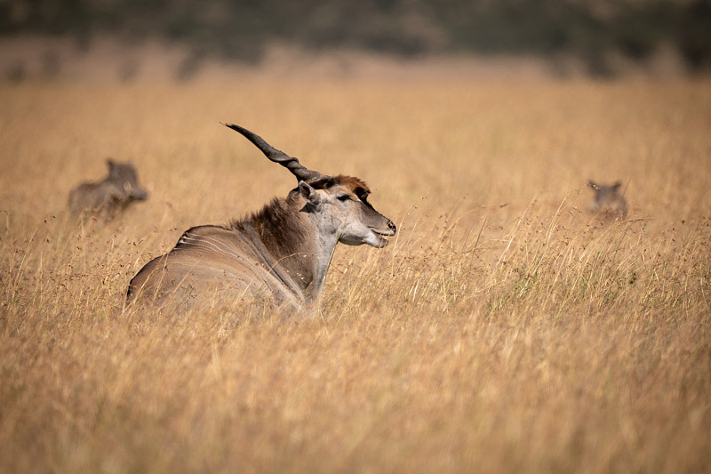 大羚羊躺在长草上，旁边是疣猪图片下载