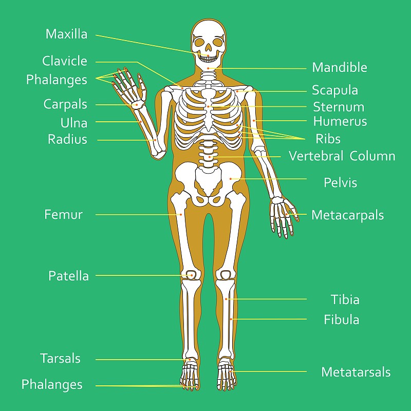 女性骨骼图像