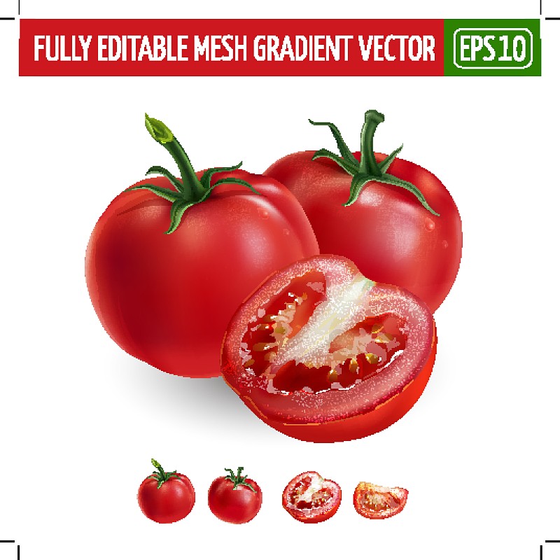 白色背景上的番茄。矢量图素材