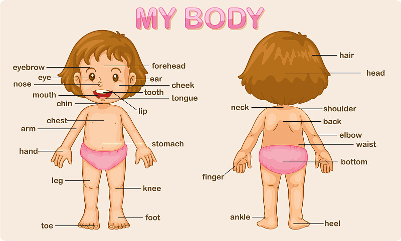 幼儿认识身体图片卡通图片