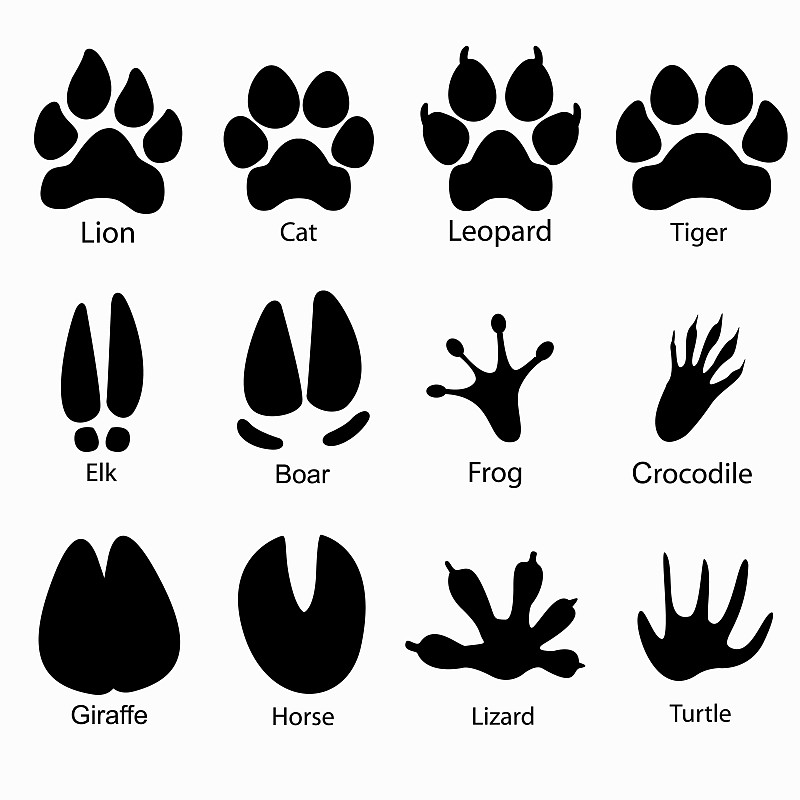 各种动物的爪子印图片图片