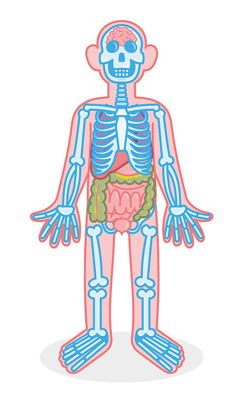 人体骨头分布图器官图片