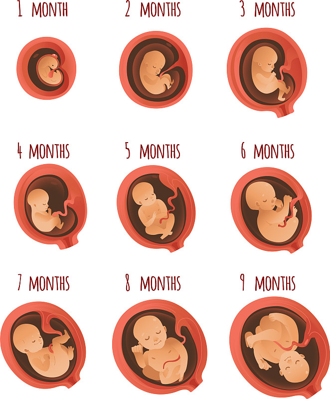 人类胚胎发育详细图解图片
