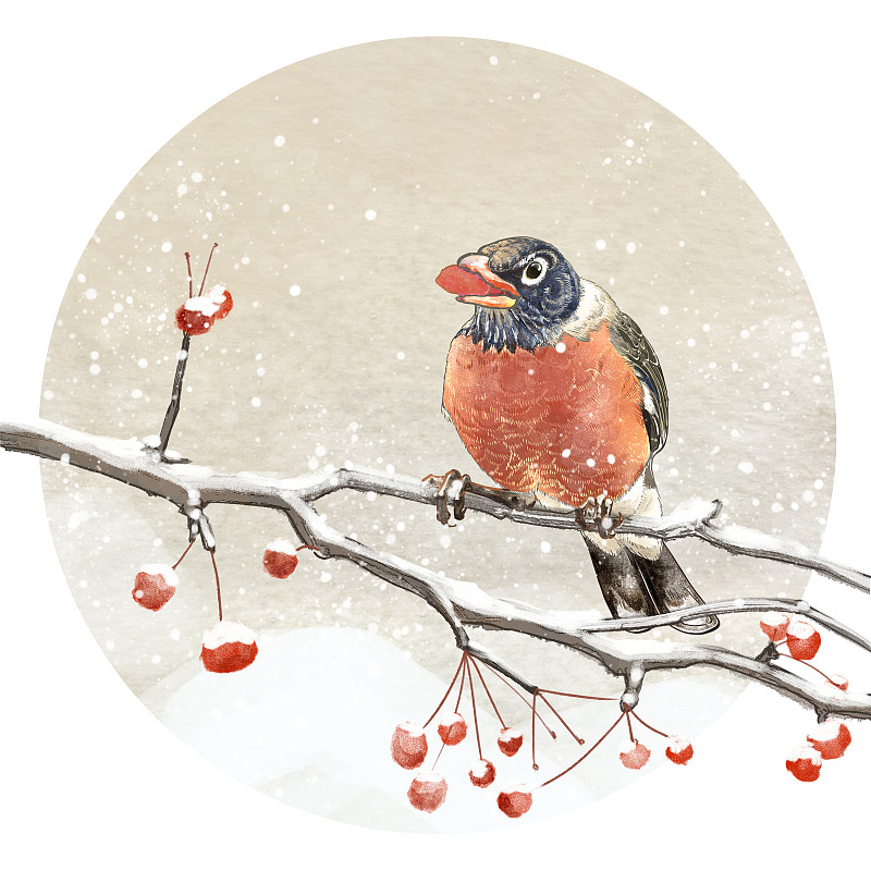 冬季下雪节气树枝果实鸟古典国画古风工笔插画图片