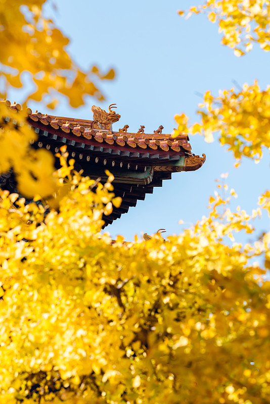 秋天的故宫屋檐和银杏树图片下载