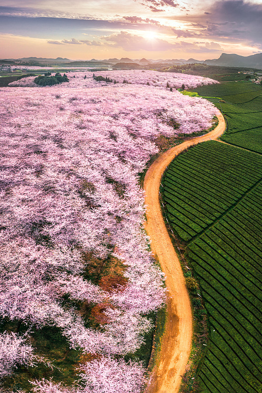 贵州省贵阳市的樱花园图片下载