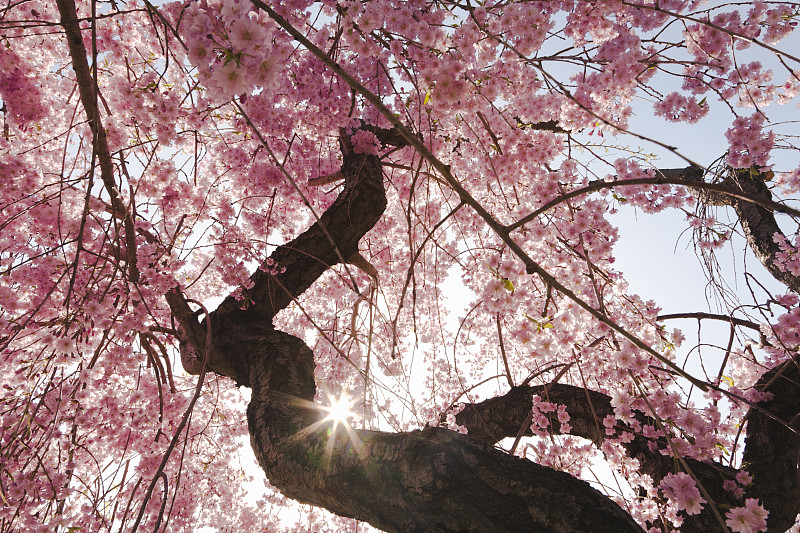 春天的樱花图片下载
