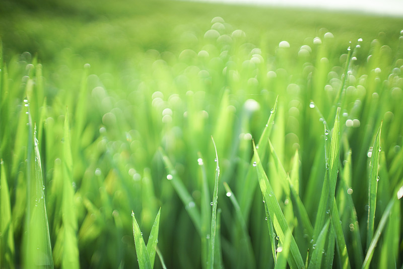 露珠在明亮的绿色水稻幼苗的背景图片下载