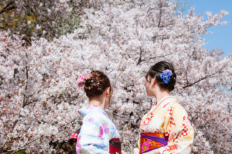 日本，穿着和服的日本妇女在欣赏樱花图片下载