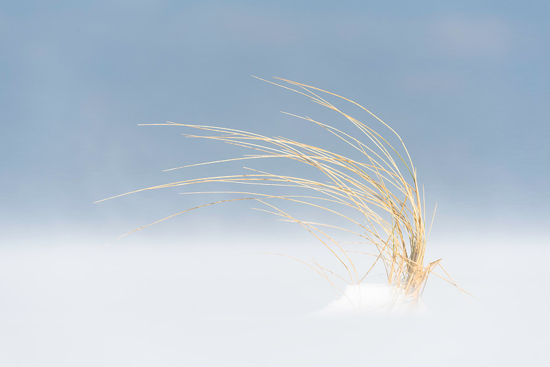 在海滩上的暴风雪期间，马兰草的特写图片下载