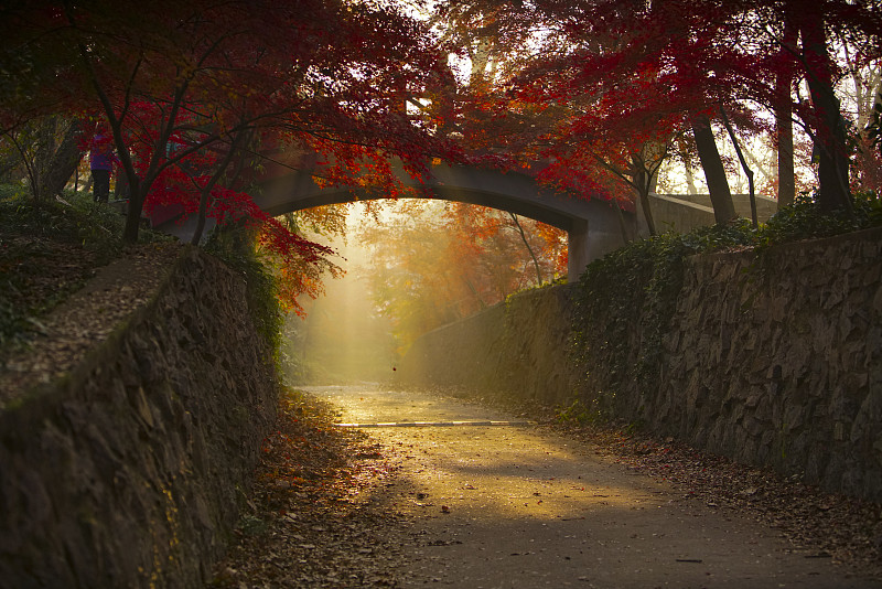 清晨的阳光透过一座古老的石桥，四周被红枫环绕图片下载