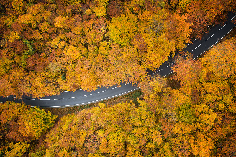 穿越秋天森林的道路-鸟瞰图图片素材