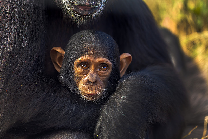 黑猩猩宝宝坐在妈妈的腿上图片下载