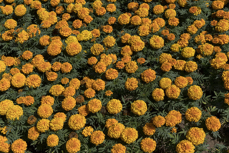桔黄色的花万寿菊在花坛上。图片素材